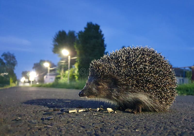 Little Hedgehog on the Road in the City Eats Seeds Stock Image Image