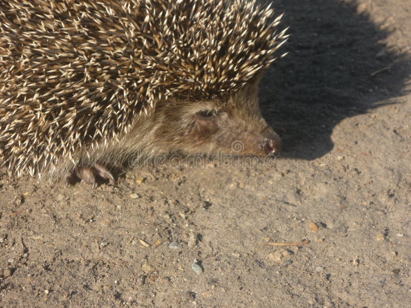 Hedgehog on road at night stock image. Image of colourful 140653061