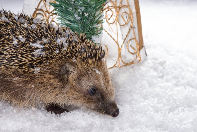 Little Hedgehog Searching For Fodder In The Snow Stock Image Image of