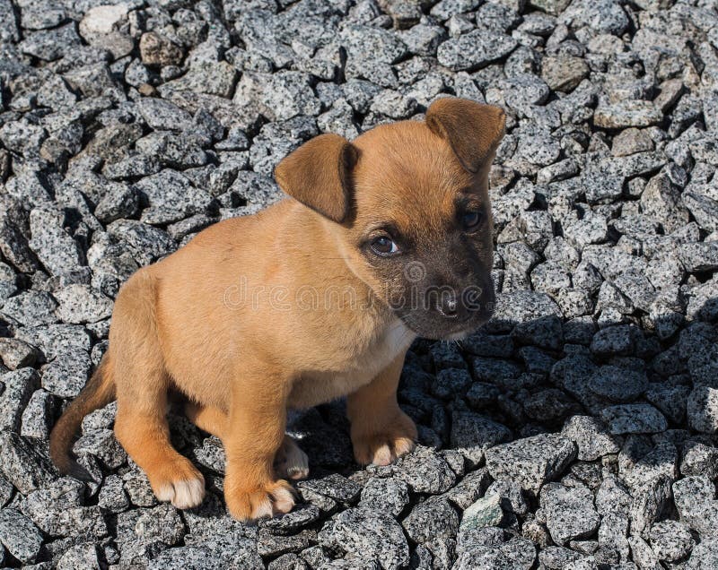 Little homeless red puppy with sad eyes on a pile of stones stock photography Little homeless red puppy with sad eyes on a pile of stones stock photography