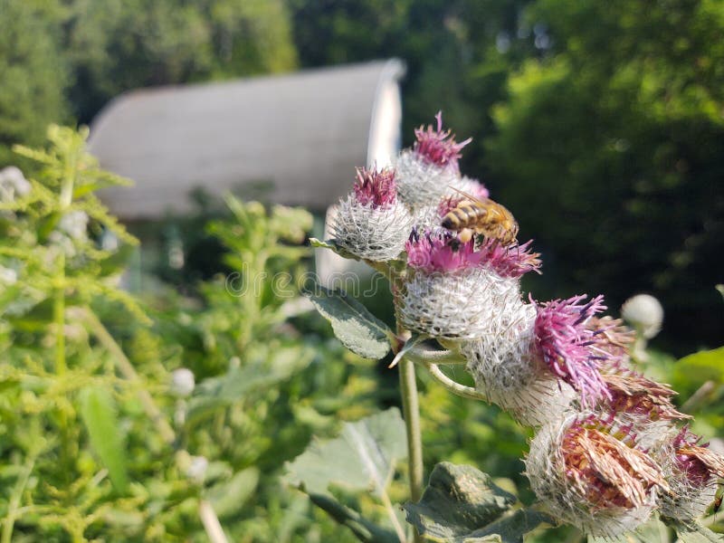 Little honey bee insect sitting on the thistle flower