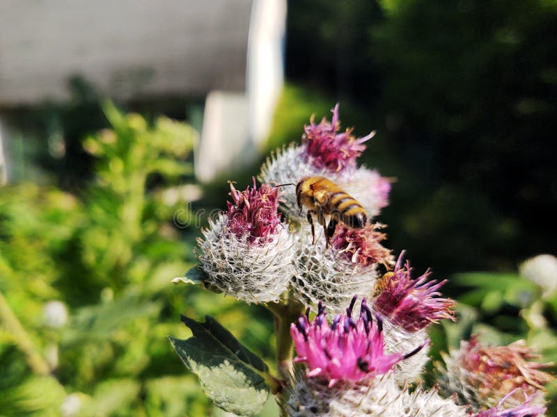 Malý včelí hmyz sedící na květu bodláku