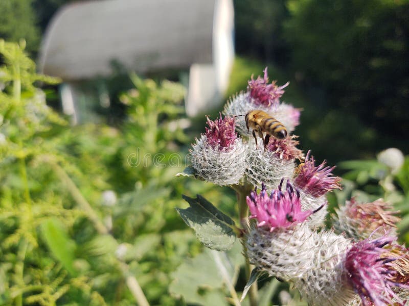 Little hony bee insect sitting on the thistle flower