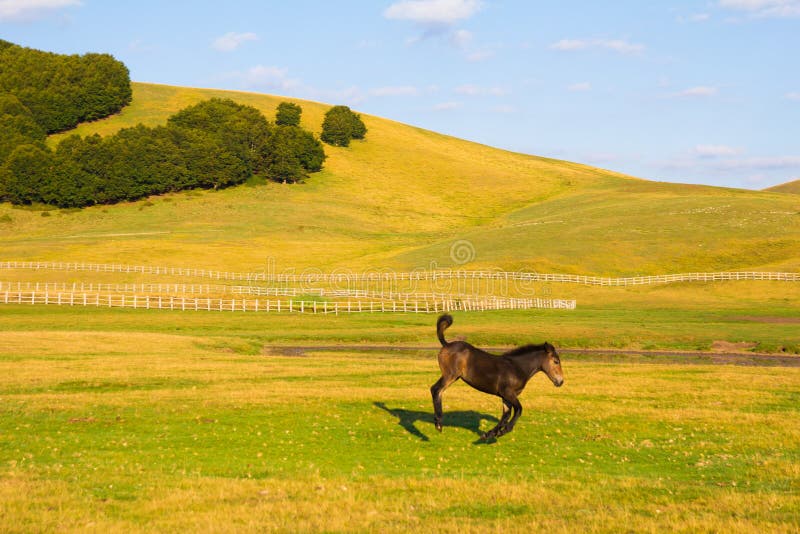 Little horse jumping on the meadow
