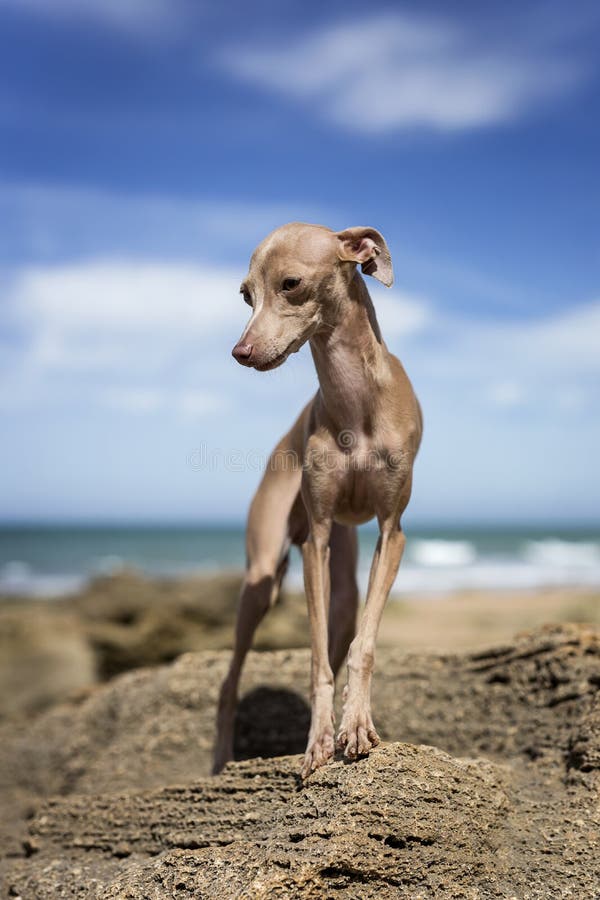 Resultado de imagen para italian greyhound at the beach