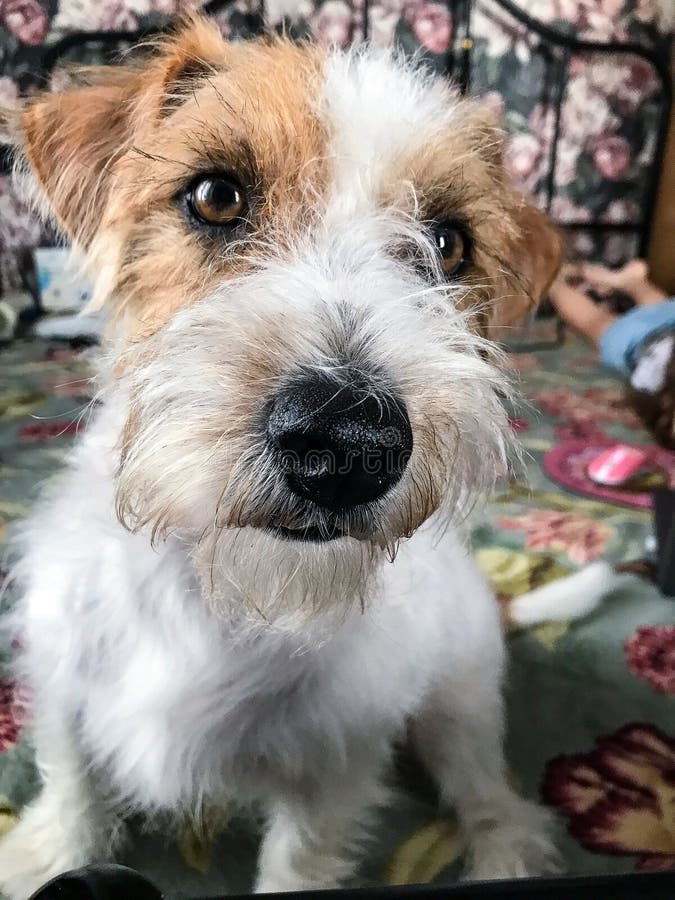 Little Jack Russell Terrier on the Bed . Looks into the Lens. Stock