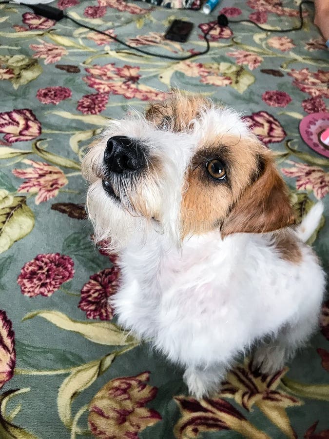 Little Jack Russell Terrier on the Bed . Looks into the Lens. Stock