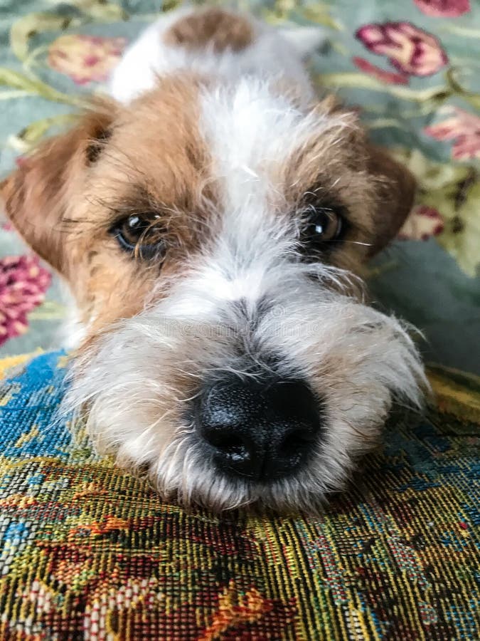 Little Jack Russell Terrier on the Bed . Looks into the Lens. Stock