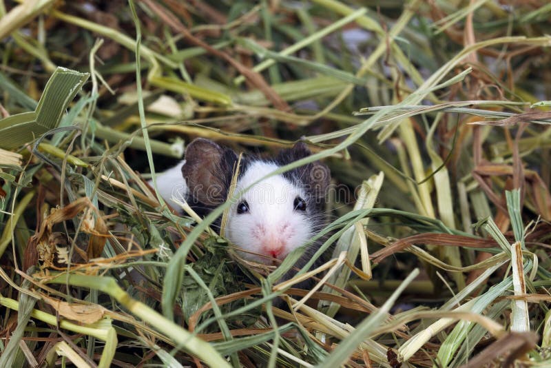 Little Mouse Sitting in the Hay Stock Image Image of mice, cute 30098005