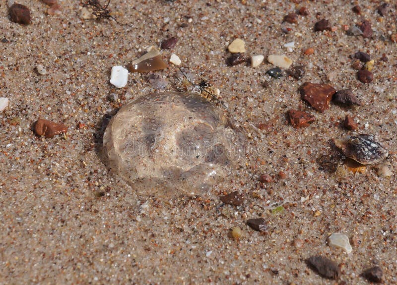 Clear Jellyfish In Wet Sand At Coast Or Beach Stock Image - Image of