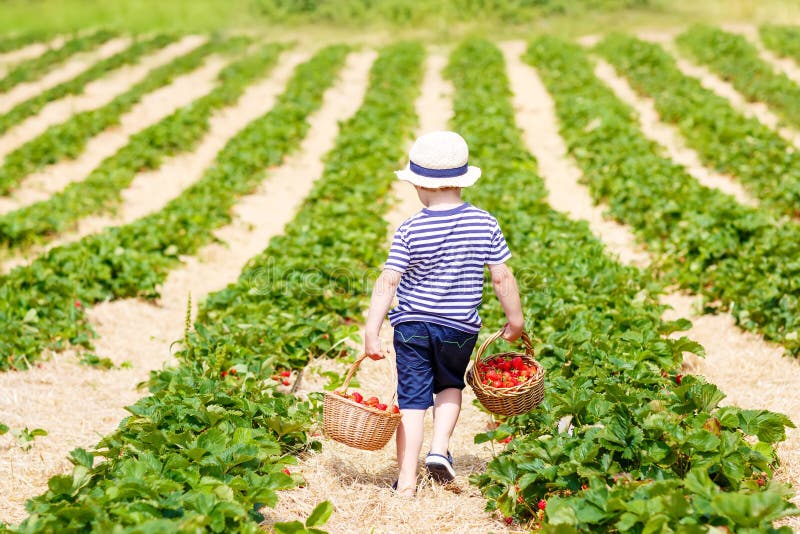 Little kid boy picking strawberries on farm, outdoors. Funny little kid boy holding baskets with strawberries on organic pick a berry farm in summer, on warm royalty free stock images