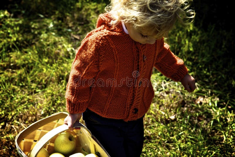 Little kid wearing an orange jacket with a basket full of apples in a garden under the sunlight. A little kid wearing an orange jacket with a basket full of