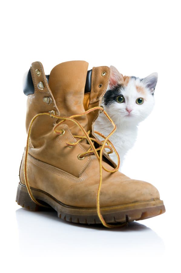 Adorable little kitten hiding behind a boot isolated on white background. Adorable little kitten hiding behind a boot isolated on white background