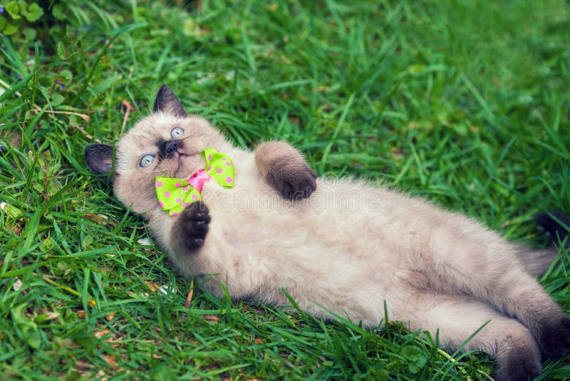 Little kitten with bow tie lying on the grass
