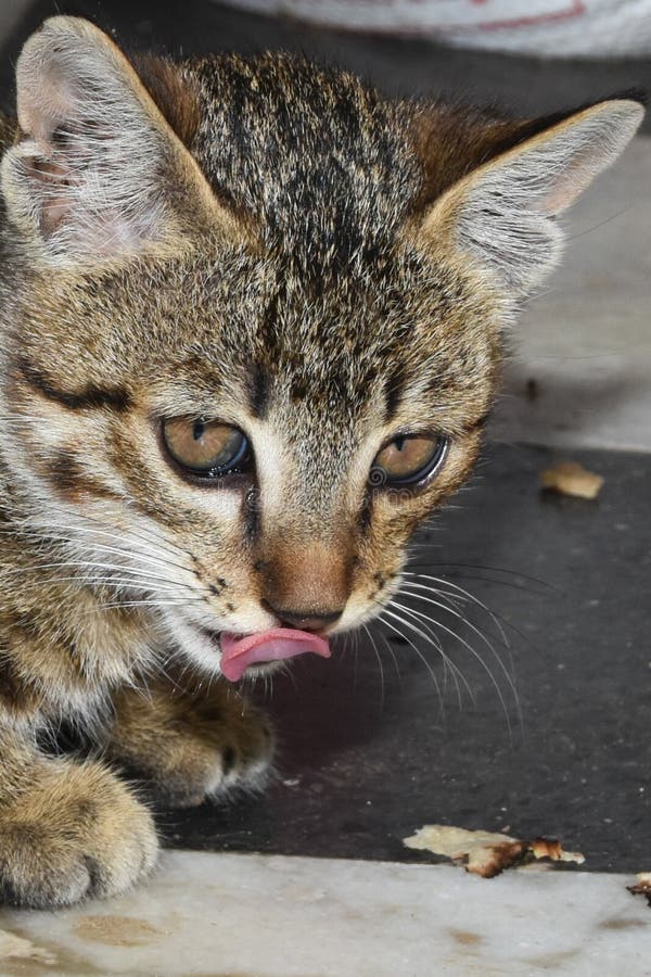 A Little Kitten of a Cat Trying To Eat Bread Stock Image Image of