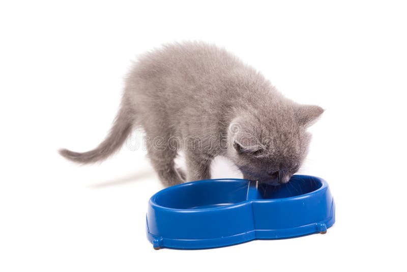 Little Kitten Eating Milk from a Bowl Stock Image Image of kitty
