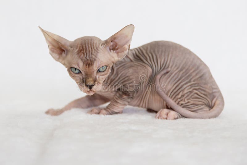 Little Kitten Exotic Cat Sphynx. the Cat Has No Hair Stock Photo - Image of  animal, hairless: 209797894
