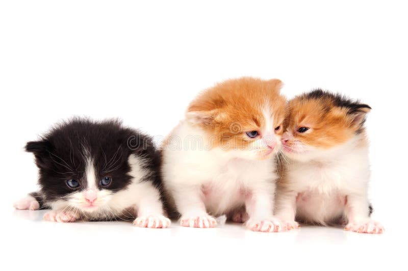 Little kitten stock photography