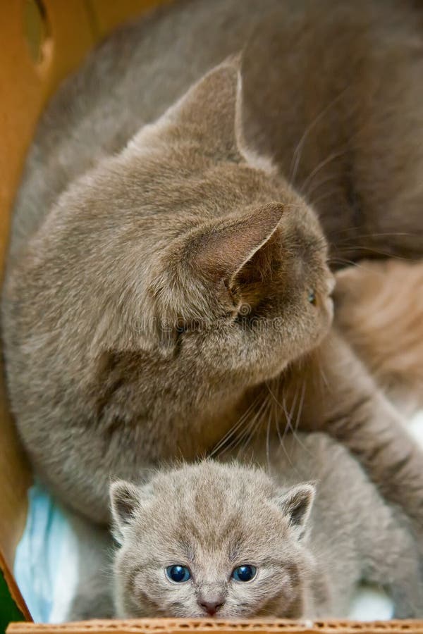 Little Kitten And Its Mother