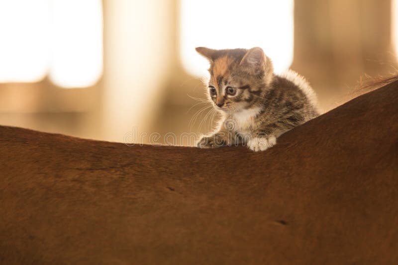 Little Kitten Kitty Cat Animal on Horse Horseback Stock Image - Image