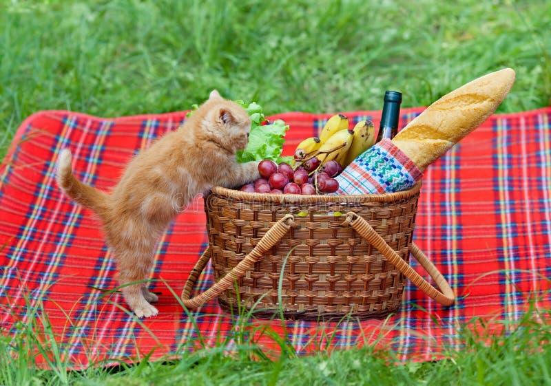 Little kitten and the picnic basket
