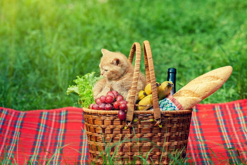 Little kitten at picnic