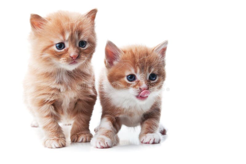 Little kitten playing royalty free stock images