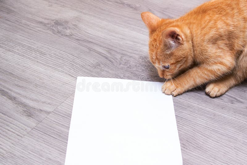 Little kitten playing with a white sheet of paper stock photography