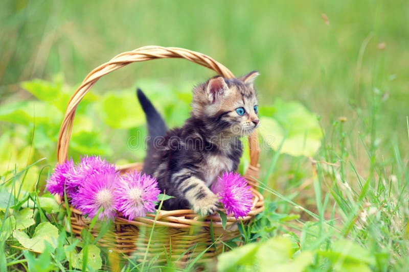 Little kitten sitting in a basket