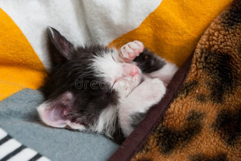 Little Kitty Sleeping on the Pillow Stock Photo Image of small, cute