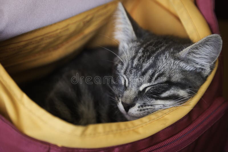 Tabby Kitten In Sleeping Bag Stock Photo Image of tabby, kitty 11601806