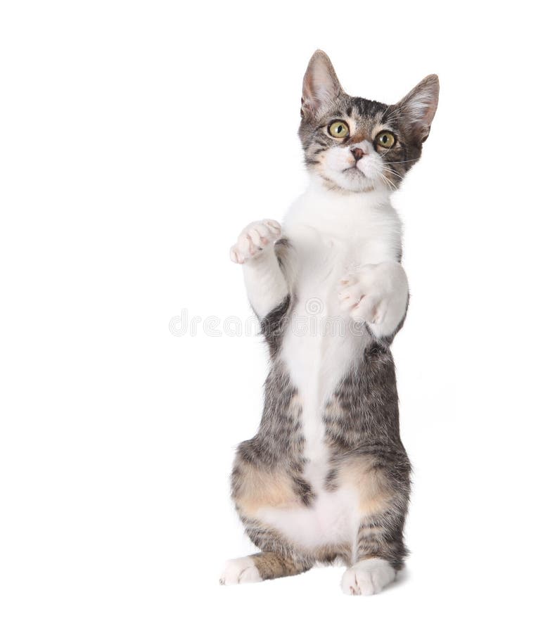 Little Kitten Standing Straight Up on Hind Legs Stock Photo Image of