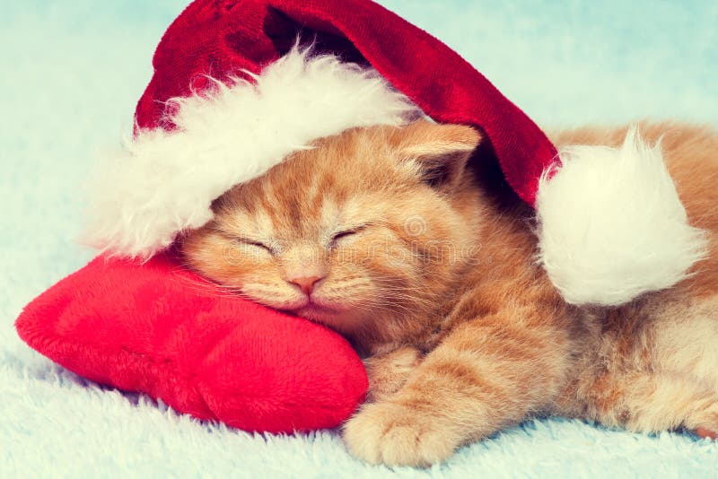 Kitten wearing Santa hat stock photo. Image of beautiful - 101277340