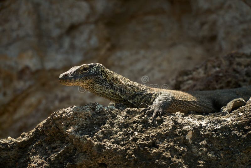 Little komodo drake stirrar på stenarna royaltyfri fotografi Little komodo drake stirrar på stenarna royaltyfri fotografi