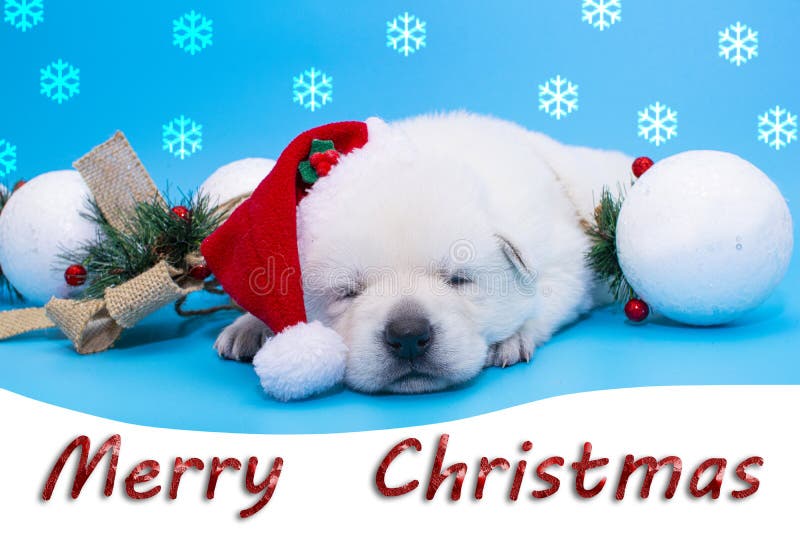 Christmas Puppies Wallpapers  Top Free Christmas Puppies Backgrounds   WallpaperAccess