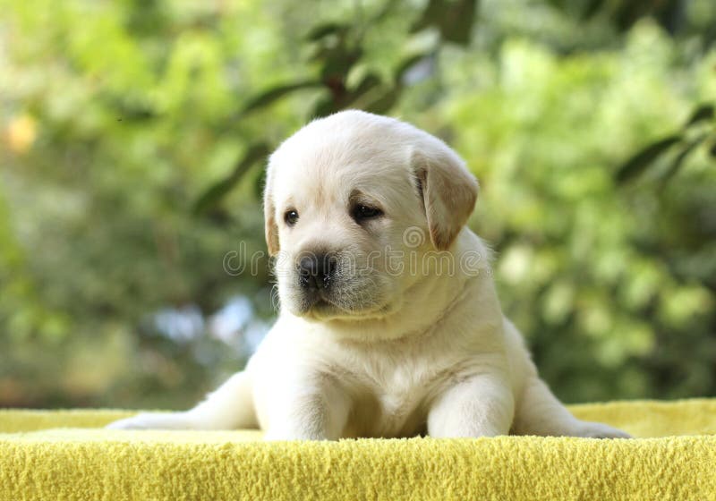 The little labrador puppy on a yellow background stock photo The little labrador puppy on a yellow background stock photo
