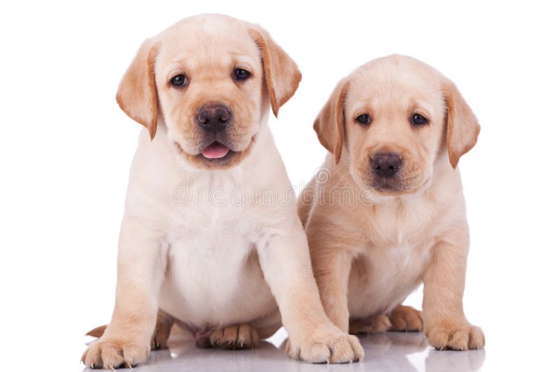 Little labrador retriever puppies panting