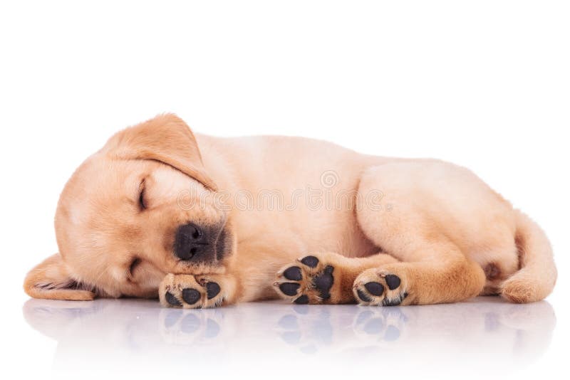 Little labrador retriever puppy dog showing its paws while sleep