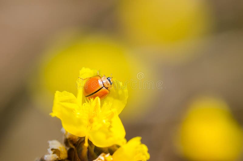 Little Ladybug on the Yellow Flower Plant Stock Image Image of flora