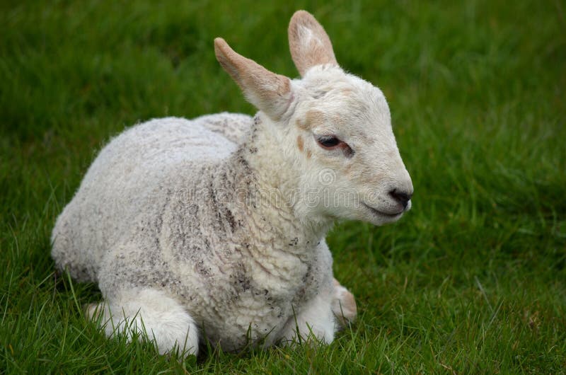 Little lamb stock photo. Image of resting, animal, grass 24350110