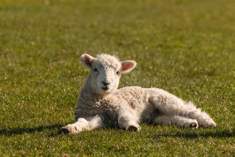 Little lamb resting on grass