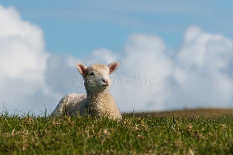 Little lamb resting on spring meadow