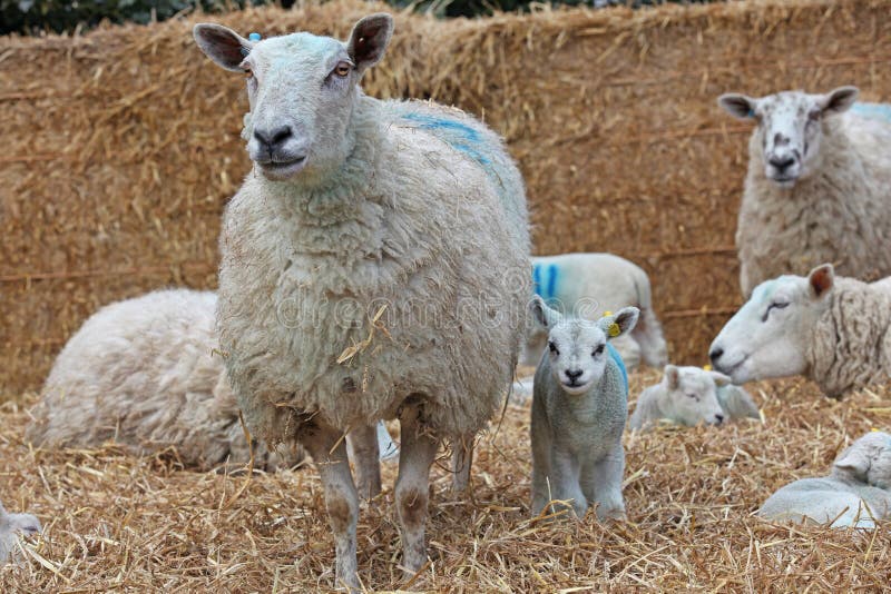 Ewe with her lamb