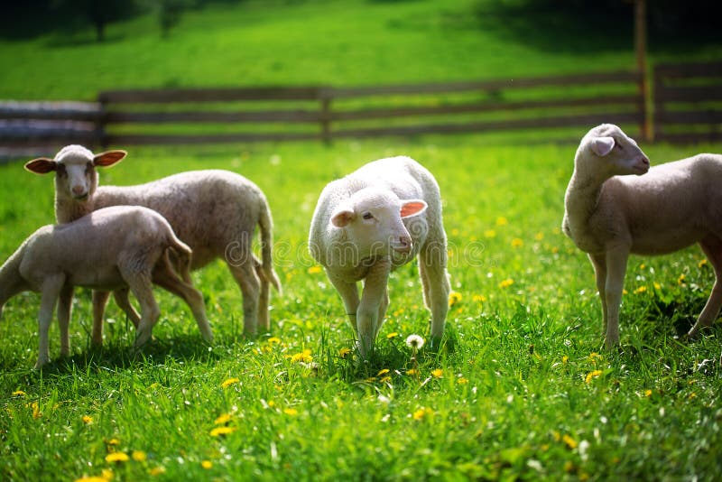 Little lambs grazing on a beautiful green meadow with dandelion.