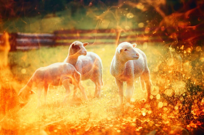 Little lambs grazing on a beautiful green meadow with dandelion. Fire effect