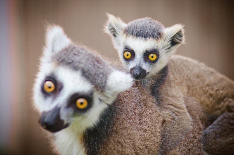 Little lemur with his mother