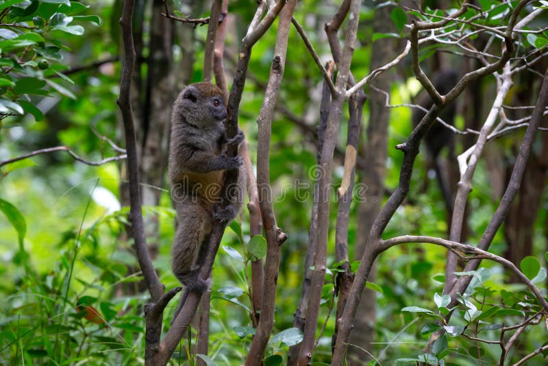 Little lemur in the rainforest on the island of Madagascar stock images Little lemur in the rainforest on the island of Madagascar stock images