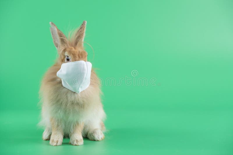 Rabbit: Dành cho những tín đồ yêu động vật, hãy xem đoạn video này để khám phá sự đáng yêu của chú thỏ. Chú ấy sẽ khiến bạn cười và cảm thấy yêu đời hơn bao giờ hết.