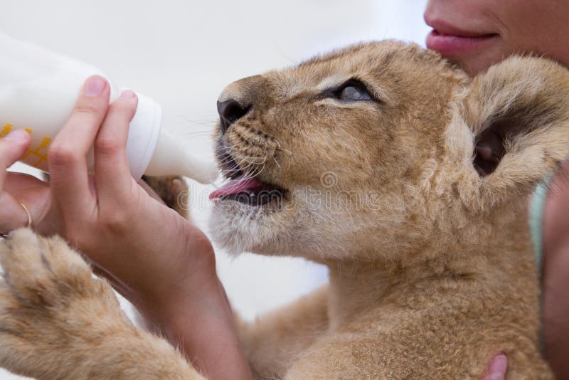 Little lion cub drinking milk