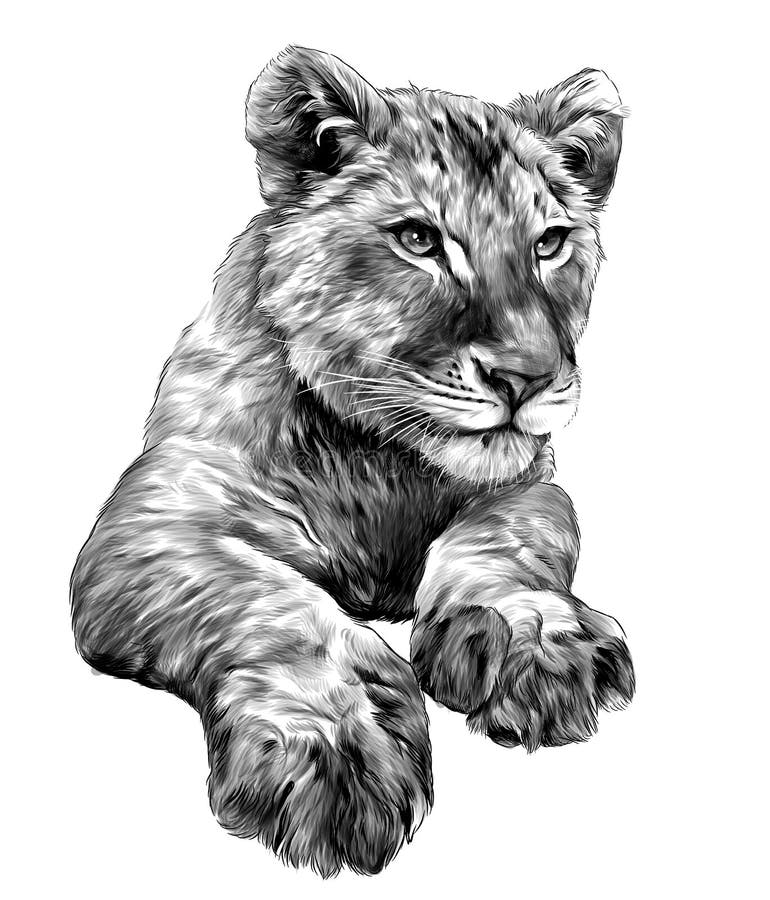 💞Lion and lion cub pencil drawing 💞 | Art Amino